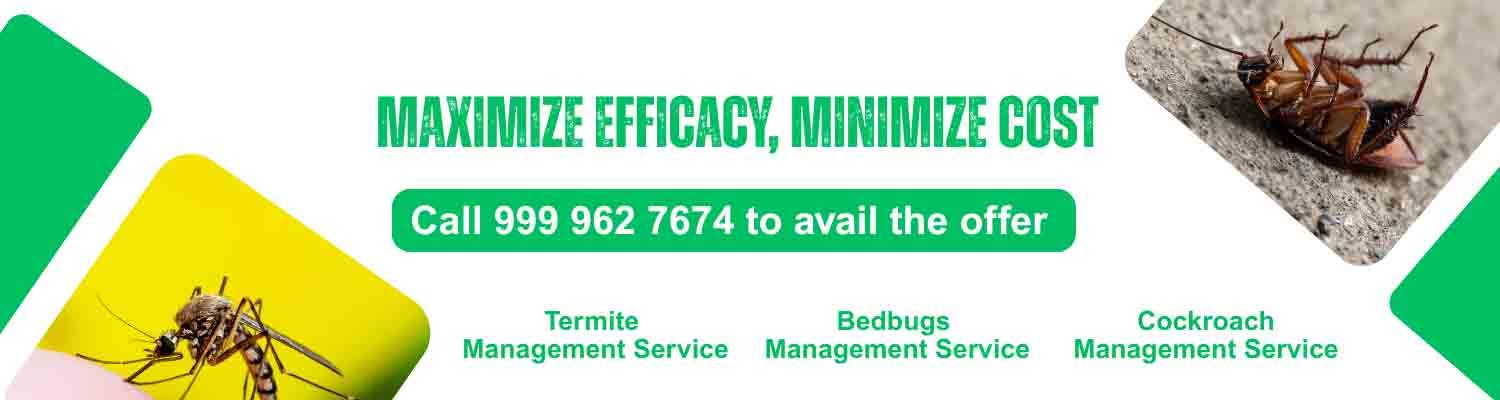 Pest Control Service